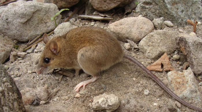 科学家重新发现一种被认为已经灭绝的稀有火山鼠