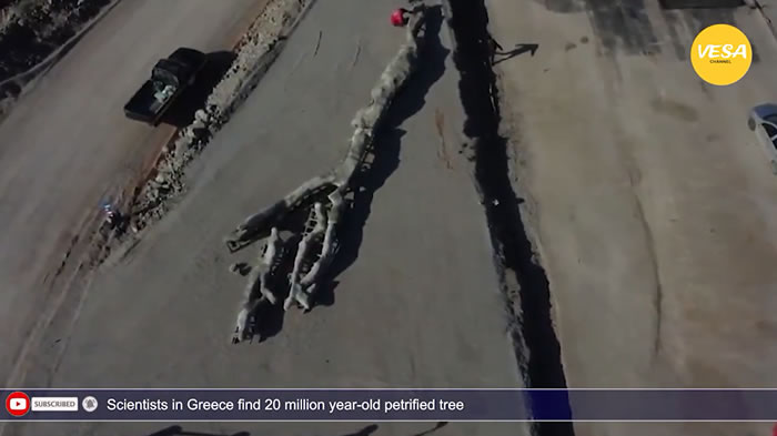 希腊莱斯博斯火山岛发现罕见化石树 经过2000万年仍完好无损