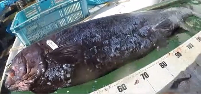 日本最深水域骏河湾的2500米水下发现全新巨型黑头鱼品种