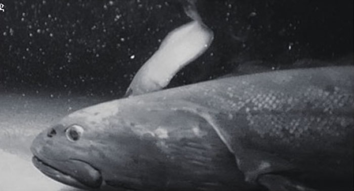 日本最深水域骏河湾的2500米水下发现全新巨型黑头鱼品种