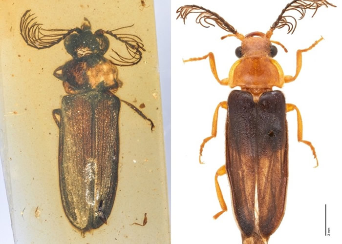 1亿年前缅甸琥珀中发现萤火虫祖先——白垩光萤科昆虫