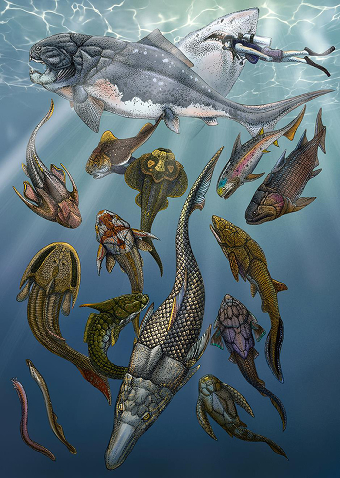 “鸭嘴兽古鱼”Brindabellaspis（前景中央）和其他史前鱼类复原图（杨洪宇、郑秋旸绘）。画面右上方的大白鲨和人类潜水员为现代有颌脊椎动物的代表。