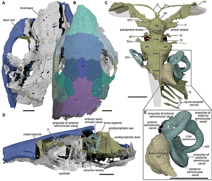Brindabellaspis化石标本的CT重建，显示其颅顶甲、脑颅、脑腔和内耳骨迷路结构。