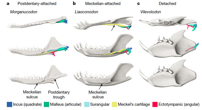 a,通过下颌后方骨骼与下颌相连的中耳（postdentary-attached middle ear）; b, 通过麦氏软骨与下颌相连的中耳（ Meckelia
