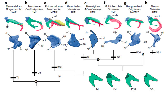 哺乳动物砧骨-锤骨关节演化关系图