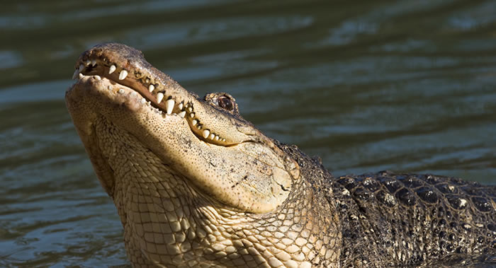 澳大利亚男子游泳时遭到鳄鱼袭击 他成功用手将鳄鱼嘴分开并将头拔出
