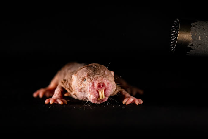 高度社会化的裸鼹鼠会形成有特色且独一无二的群落特异性哼唧声