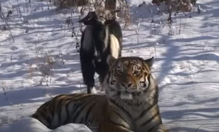 俄罗斯滨海边疆区野生动物园西伯利亚虎与送来喂食的山羊成了“好兄弟”