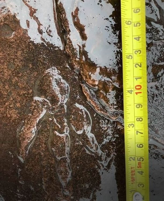 英国4岁女童在南威尔士巴里海湾散步时意外发现2.2亿年前恐龙足迹化石