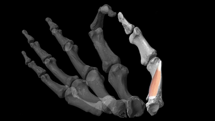化石肌肉建模研究表明：人类灵巧拇指起源于200万年前