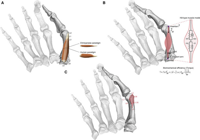 化石肌肉建模研究表明：人类灵巧拇指起源于200万年前