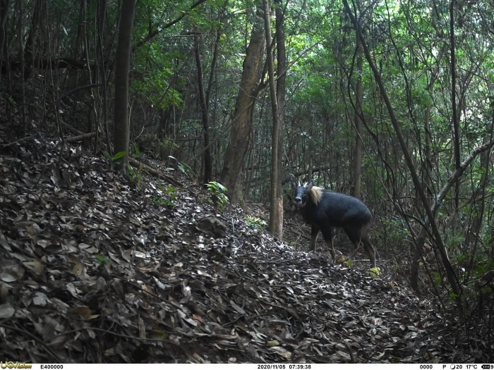 广东韶关始兴南山省级自然保护区发现“四不像”——国家Ⅱ级重点保护动物中华鬣羚