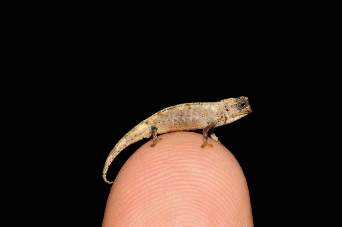 马达加斯加岛发现的“纳米变色龙”Brookesia nana是世界上已知最小的爬行动物