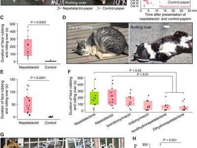 《科学先端》：猫咪喜欢木天蓼是“吸毒”？日本研究发现可能是为防蚊