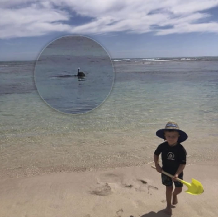 澳洲男子在阿得雷德市麦克唐纳港潜水时遭鲨鱼攻击身亡 2岁儿子拍照留下最后合影