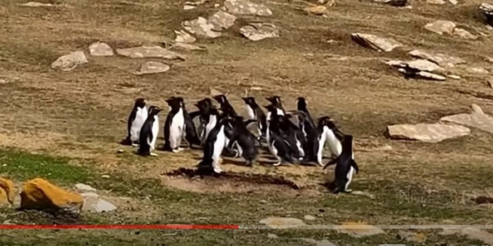 南美洲福克兰群岛的森德尔斯岛两大群南跳岩企鹅出游相遇 一只傻企鹅跟错群