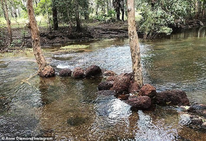 澳洲昆士兰州男子游泳时遇遭鳄鱼从身后咬住 有样学样用手去挖鳄鱼眼球成功脱险