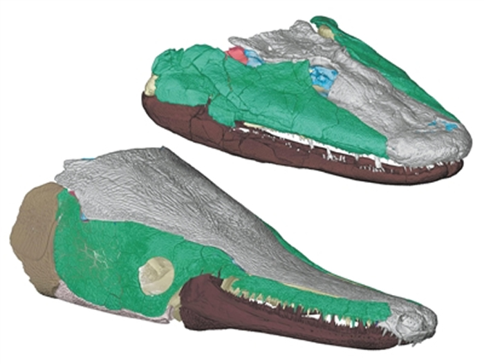 提塔利克鱼（上）与鳄鱼（下）具有相似的嘴部，可能暗示其具有相同的进食策略。图片来源：芝加哥大学网站