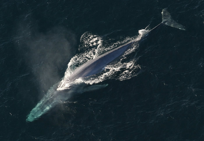 看一只蓝鲸在科科瓦多湾挣扎着躲避拥挤船只的足迹