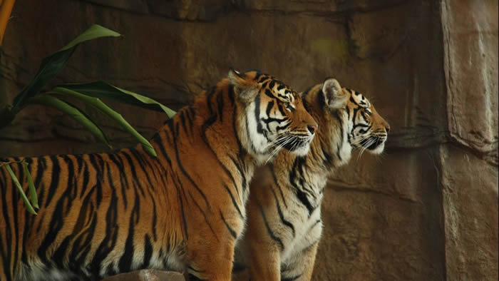 印尼婆罗洲辛卡动物园2只苏门答腊虎逃跑 管理员惨被咬死