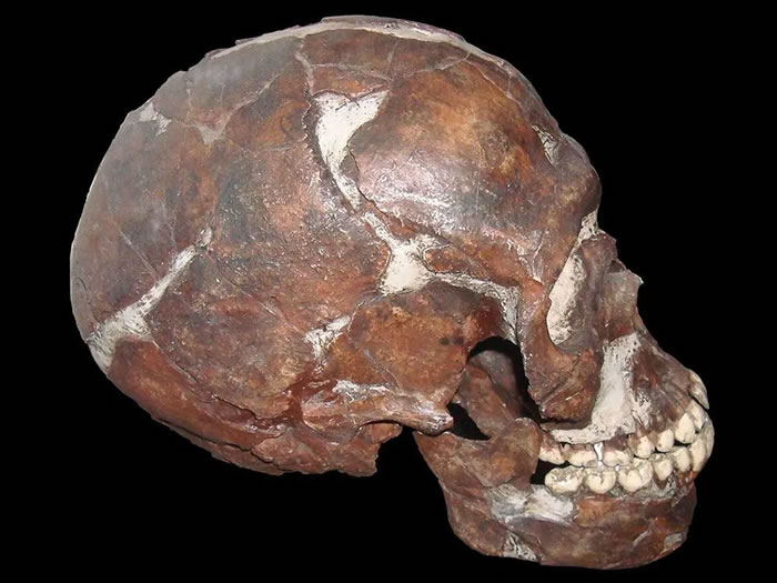 在以色列卡夫泽发现的头骨，现藏于美国自然历史博物馆