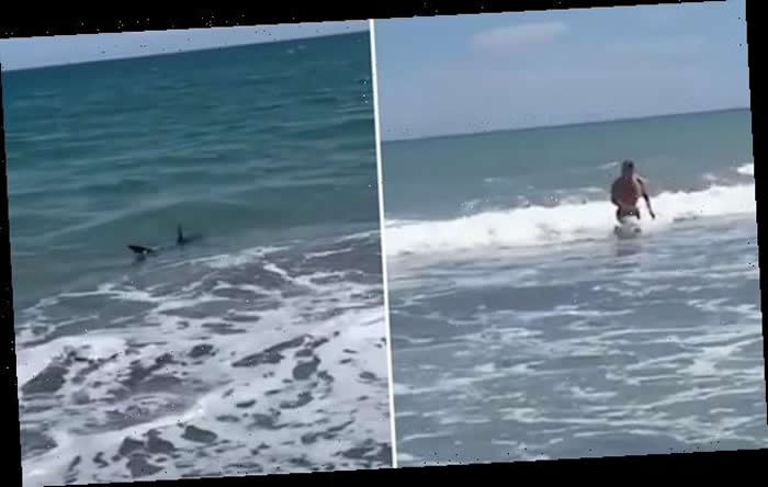 新西兰北岛东北海岸丰盛湾游客转身惊见2片鲨鱼鳍尾随在后
