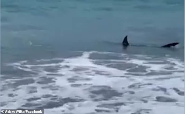 新西兰北岛东北海岸丰盛湾游客转身惊见2片鲨鱼鳍尾随在后