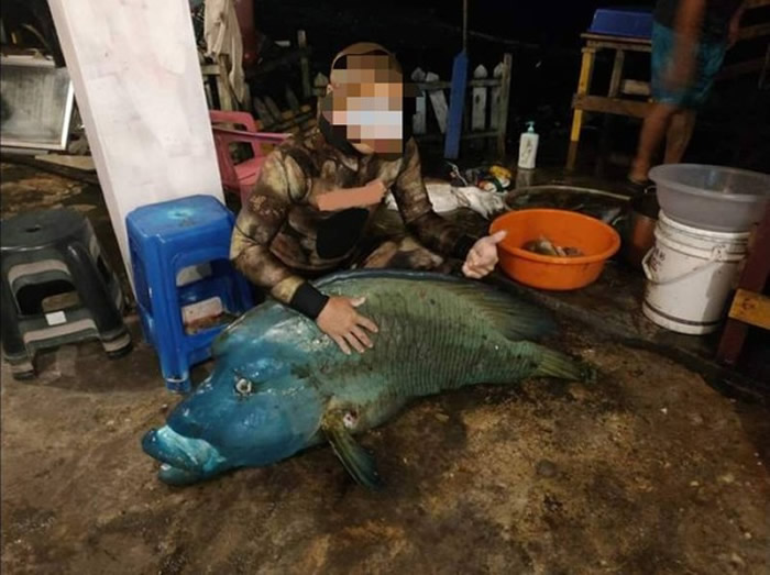 台东兰屿有民众非法猎捕保育鱼类“龙王鲷” 还晒出比赞合照
