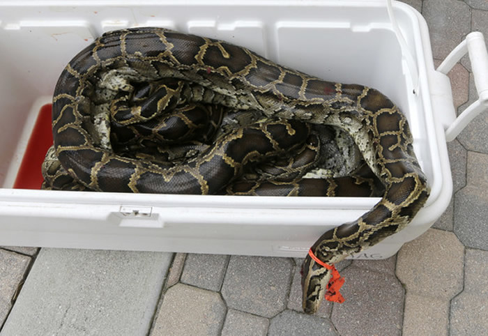美国佛罗里达州遭外来物种缅甸蟒入侵 希望当地居民吃掉蟒蛇