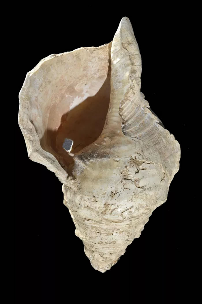 法国比利牛斯山脉旧石器时代洞穴发现的已知最早海螺壳号角在1万7000年后再次响起