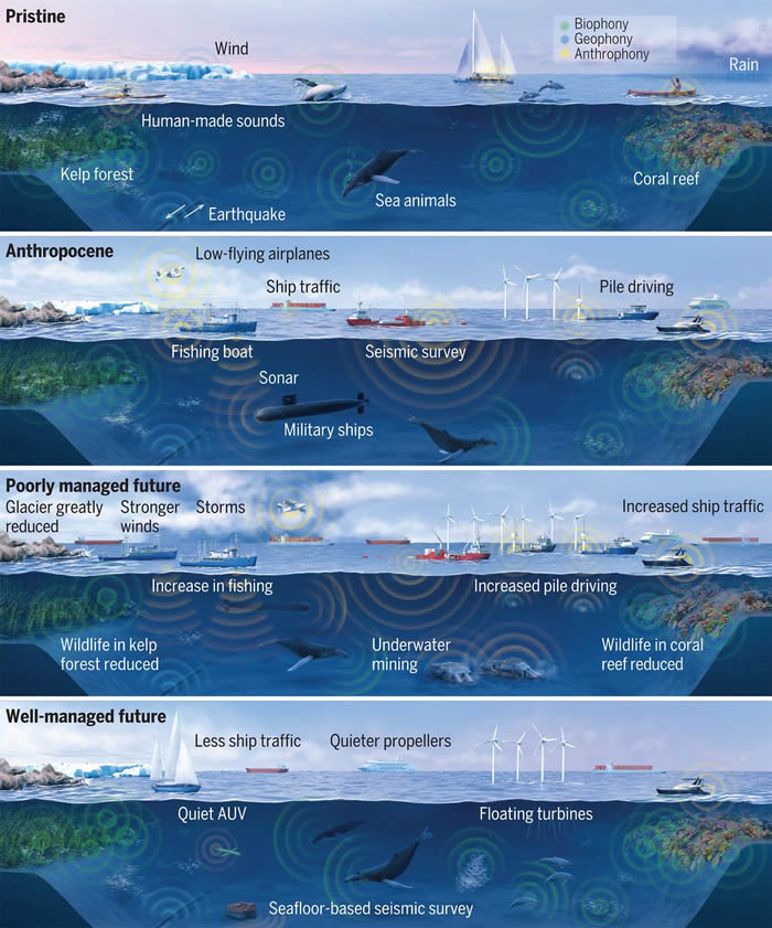 长须鲸的歌唱可被用来探查海底地壳结构的地震波源
