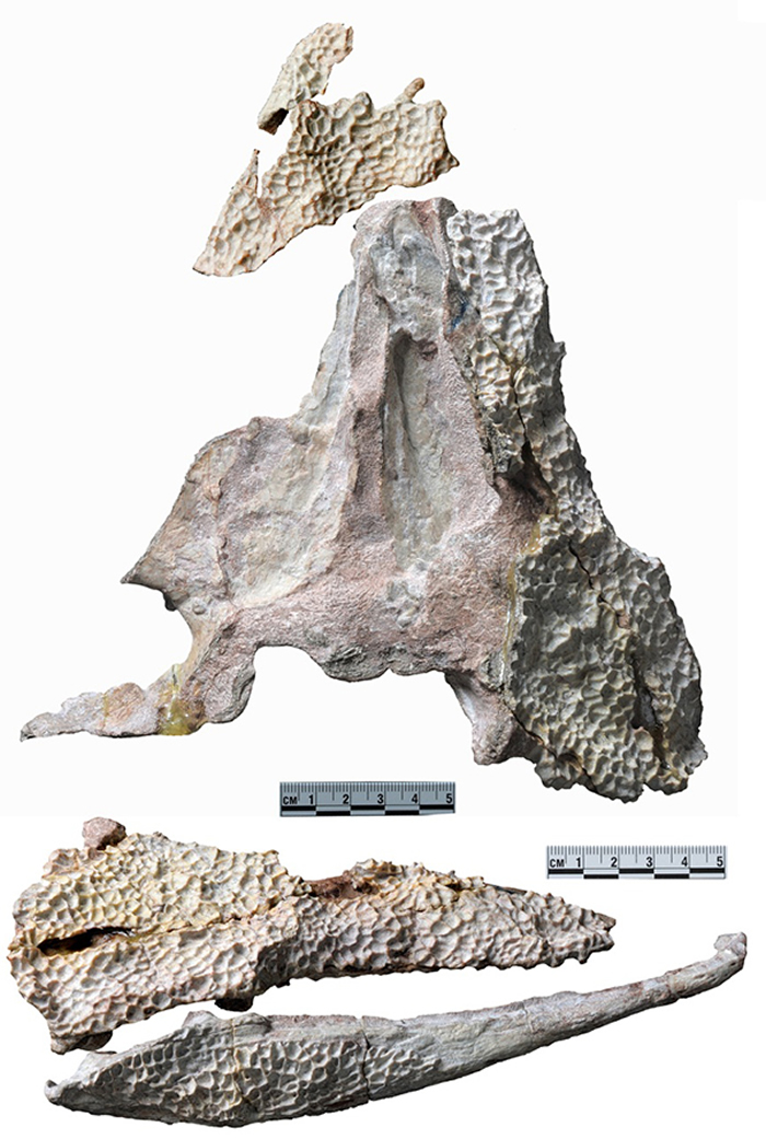 匈奴老挝鳄化石标本