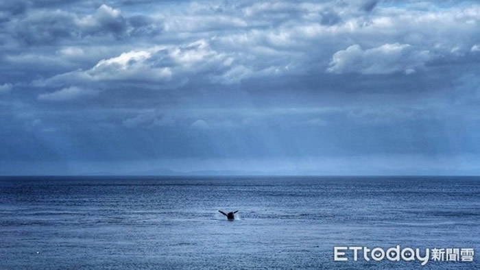 罕见大翅鲸（座头鲸）在台湾兰屿椰油滩头海域现踪