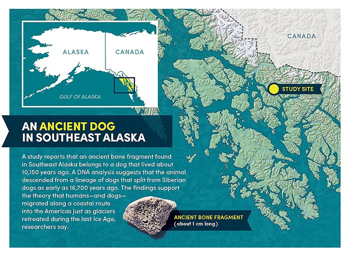 古老骨头碎片的DNA中发现犬类向美洲迁徙的非常有用线索