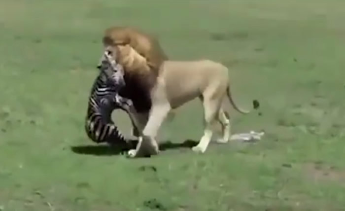 美国游客在肯尼亚捕捉到刚出生斑马被狮子捕食画面