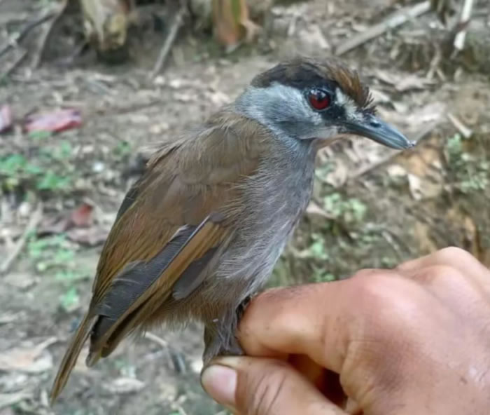 印尼婆罗洲发现消失170年的神秘画眉鸟“黑眉雅鹛”