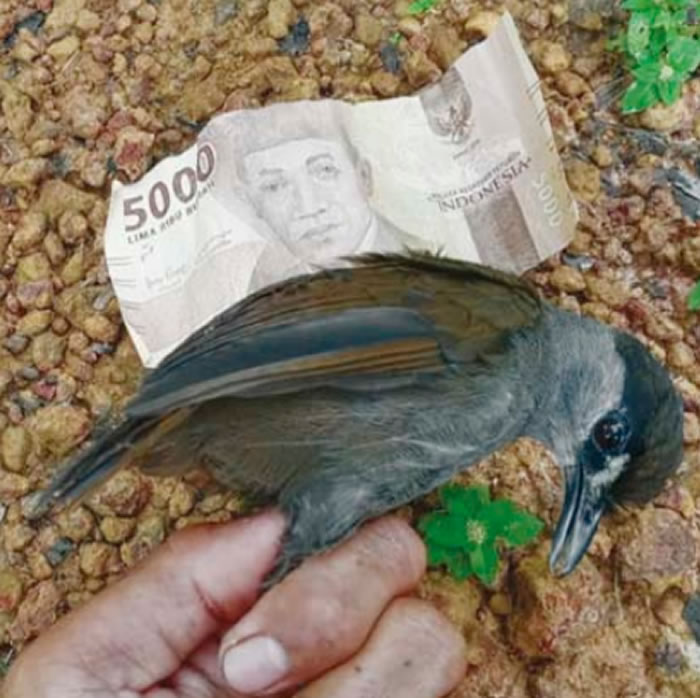 印尼婆罗洲发现消失170年的神秘画眉鸟“黑眉雅鹛”