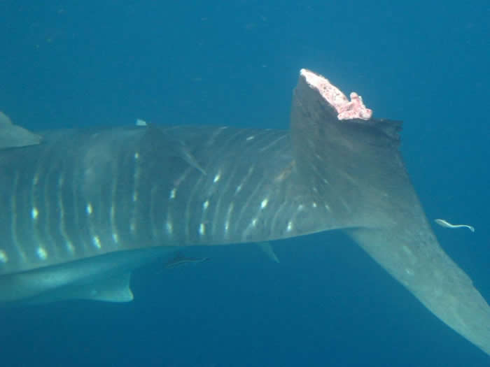 鲸鲨受伤的背鳍能以惊人的速度恢复过来