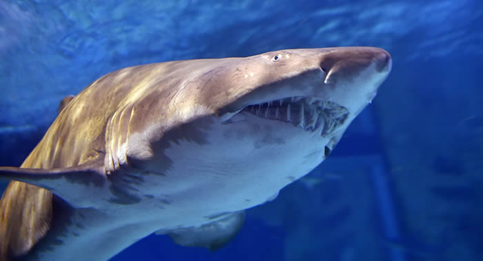一名男子在新喀里多尼亚Metr岛沿海遭到鲨鱼袭击后身亡