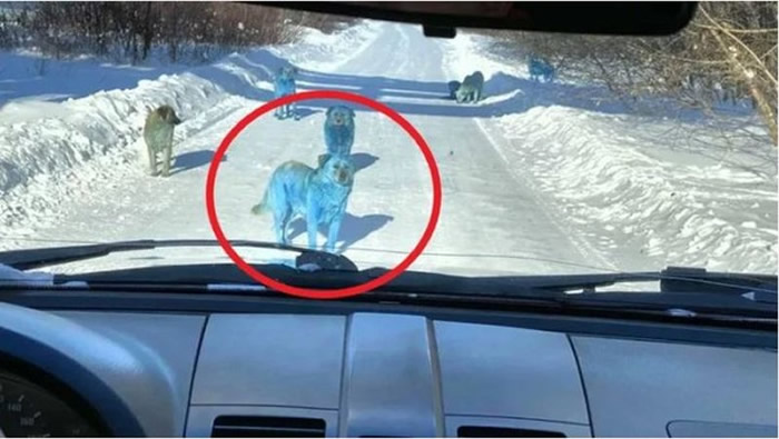 俄罗斯捷尔任斯克市废弃化工厂惊现7只蓝色流浪狗 疑遭有害化学物质染色