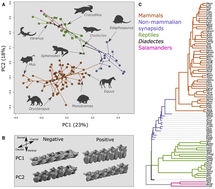 研究表明哺乳动物的最早祖先并非像科学家之前推测的那样如蜥蜴般运动