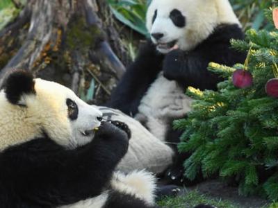 中国已有上百种珍稀濒危野生动物建立了稳定的人工繁育种群 大熊猫野生种群增至1864只