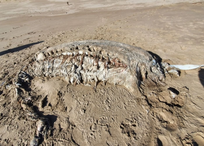 英国威尔士彭布罗克郡海滩上发现7米长神秘海兽 重达4吨