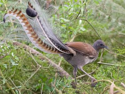 澳大利亚鸟类学家发现雄性琴鸟会模仿其他鸟类的警报叫声欺骗雌鸟留下来交配