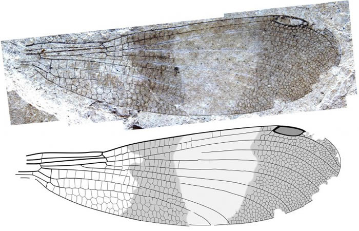 150多年来一直错误地归类为豆娘的化石原来是新昆虫Cephalozygoptera