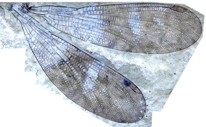 150多年来一直错误地归类为豆娘的化石原来是新昆虫Cephalozygoptera