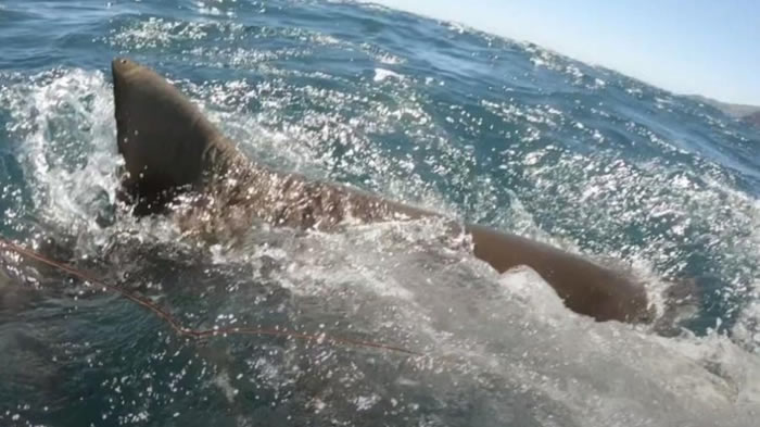 新西兰少年出海潜水用鱼枪猎得的马鲛鱼竟被短尾真鲨抢去