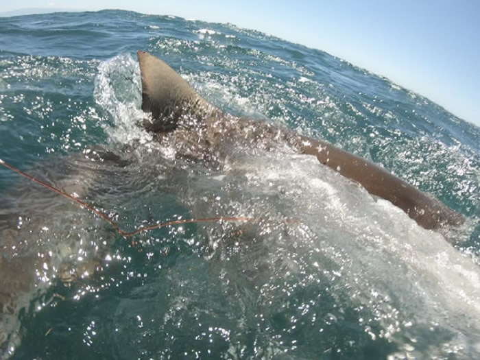 新西兰少年出海潜水用鱼枪猎得的马鲛鱼竟被短尾真鲨抢去