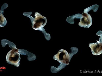 受气候变化影响 “海蝴蝶”翼足螺在酸化的南大洋中挣扎