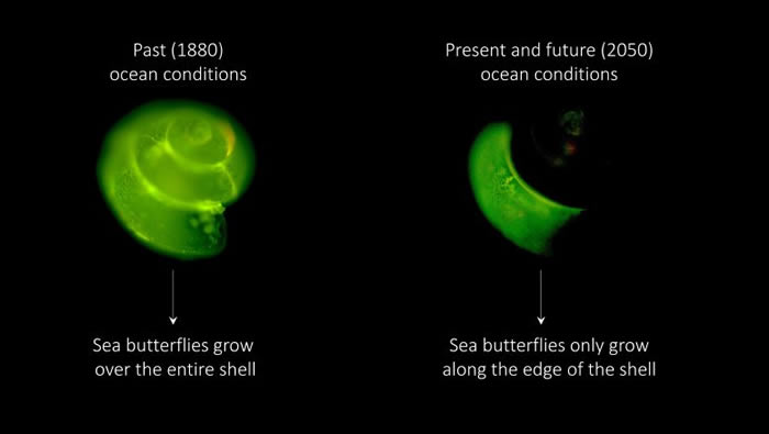 受气候变化影响 “海蝴蝶”翼足螺在酸化的南大洋中挣扎